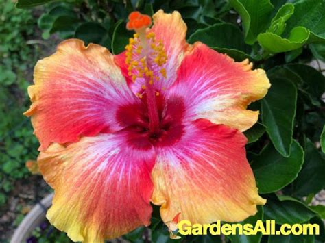 fiesta hibiscus  beauty  benefits gardensall