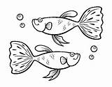 Guppy Fish Coloring Coloringcrew Book Sea sketch template