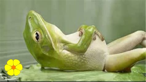 relaxing frog video bokep ngentot
