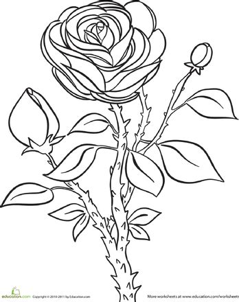 rose worksheet educationcom rose coloring pages coloring pages