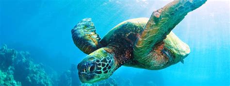 sea turtle species wwf