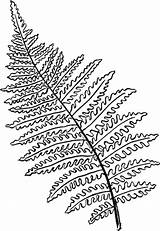 Fern Drawing Line Leaves Plant Template Coloring Sketch Gif sketch template