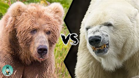 Kodiak Bear Vs Polar Bear Who Would Win This Fight