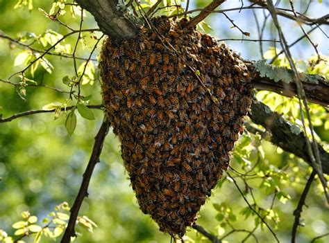 bijen bijennest verwijderen rond wijnegem schilde wommelgem oelegem ranst borsbeek