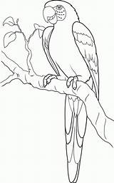 Parrot Coloring Pages Kids Drawing Bestcoloringpagesforkids Bird sketch template