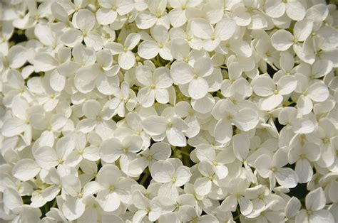 white flowers white flower background white flower wallpaper white