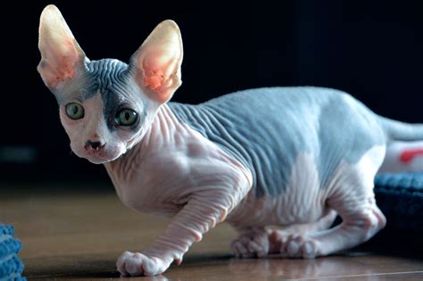 sphynx cat breed information   facts
