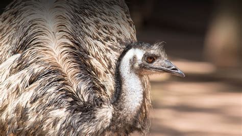 emu san diego zoo animals plants