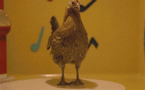 dancing chicken s find and share on giphy