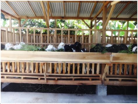 gambar peternakan kambing etawa terbesar  indonesia wallpaper hd keren