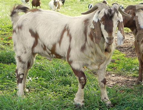 individual record  cane run creek boer goats
