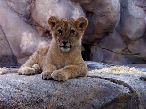natural world zoo babies lion cubs   denver zoo