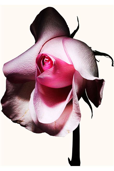 why the rose is beauty s new secret weapon