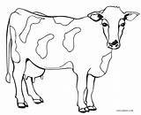 Cow Coloring Pages Kids Printable Cool2bkids sketch template