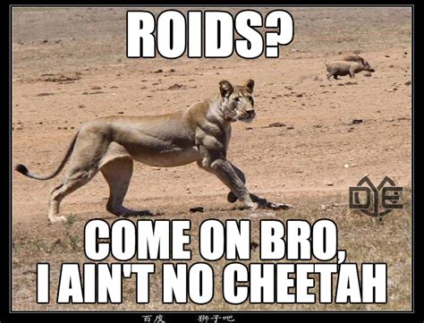 gym jokes and memes on twitter aint no cheetah fitness memes