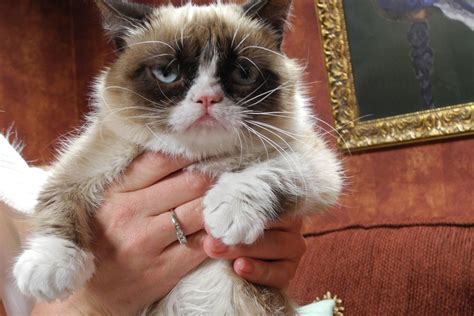 sex death and grumpy cat the true meaning of sxsw nbc news