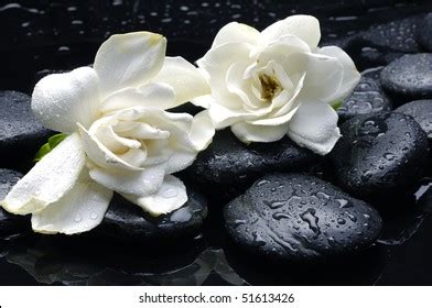 gardenia massage images stock  vectors shutterstock