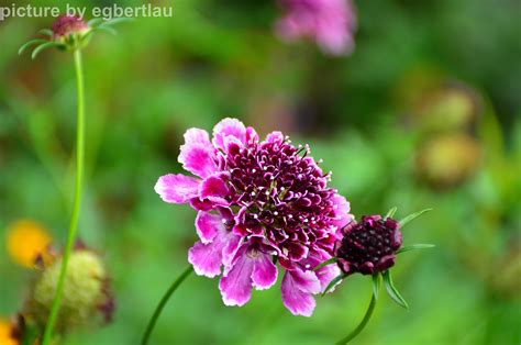 rare pink flower egberts pictures pinterest