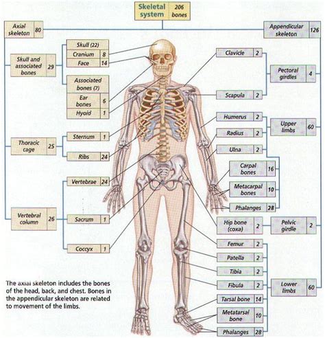 bones total   human body individuals   additional sesamoid bones