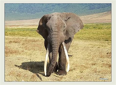elephant head  photographic prints  taosabi redbubble