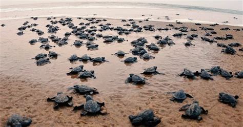 olive ridley turtles have return for nesting at odisha shores