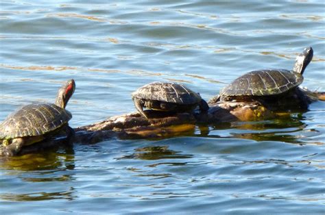 heavy metals  lake michigan turtles lake scientist