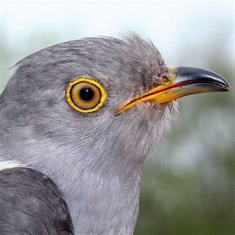 john bto british trust for ornithology