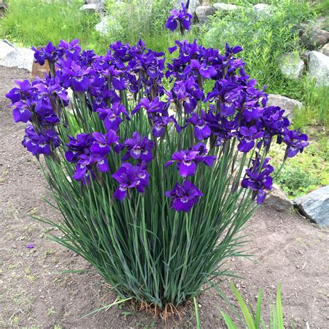 purple iris purple iris plants purple
