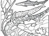 Shark Coloring Pages Printable Printables Leopard Sharks Getdrawings Print Getcolorings sketch template