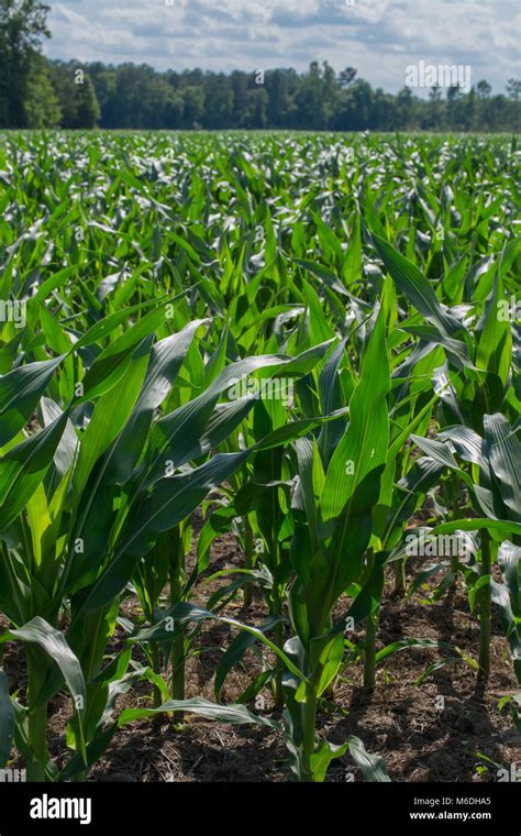 growing season  north carolina rows  rows  corn fields