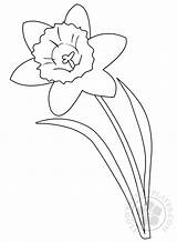 Daffodil Flowerstemplates sketch template
