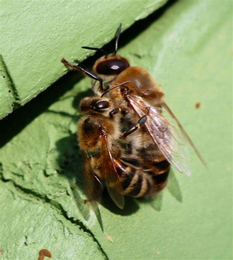 drohnenschlacht welt der bienen
