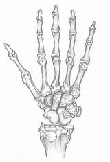 Skeleton Hand Hands Study Drawing Skeletal Drawings Deviantart Getdrawings Ring Very But Her 2004 sketch template