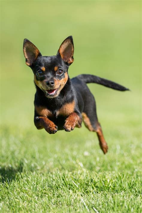 cute miniature dog breeds  toy dog breed list