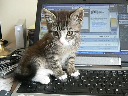dell laptops smell  cat pee users complain guardian