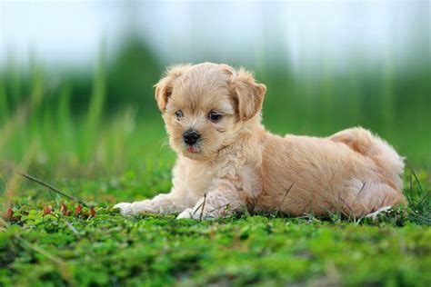 lovely puppy pictures puppy pictures cute  animals cute