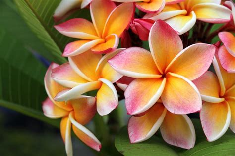 plumeria  hawaii hawaii magazine