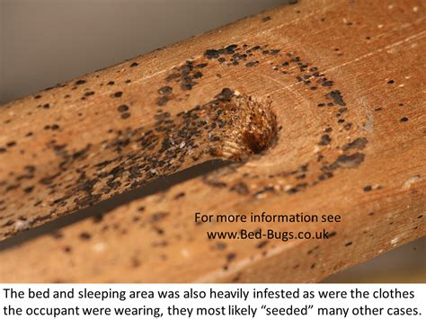 Bad Ones The Worst Infestations Bed Bugs Limited
