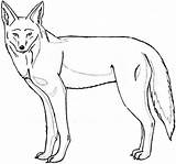 Coyote Drawing Line Lineart Drawings Paintingvalley sketch template