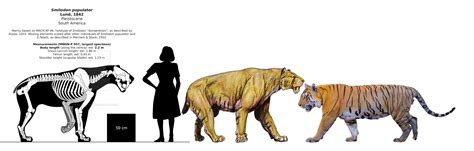 smilodon populator compared   woman   modern tiger rnaturewasmetal