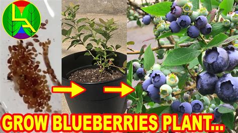 grow blueberries  home youtube