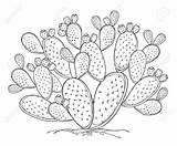 Cactus Pear Prickly Fico Outline Stammes Profilo Kaktusfeige Entwurf Stacheligen Frucht Cespuglio Schwarzen Opuntie Coperto Gambo Frutta Opunzia Vettore Foglie sketch template