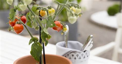 vegetables   grow indoors    apartment growing food