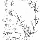 Lathyrus Tuberosus Floristic Leguminosae sketch template