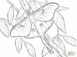 Moth Realistic sketch template