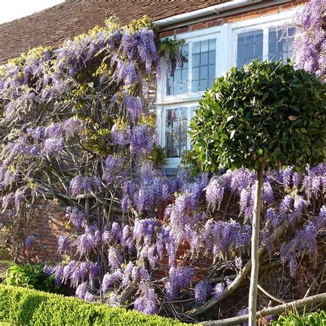 buy chinese wisteria wisteria sinensis  delivery  crocus