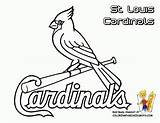 Cardinals Louis Softball Yescoloring Book Gateway Stl Cubs Neo Cardinal sketch template
