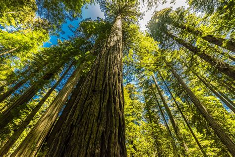redwood national park  complete guide