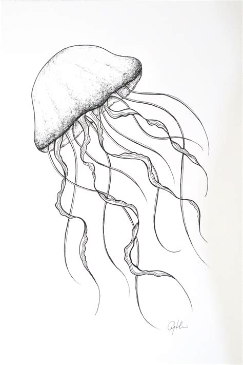 minimal jellyfish drawing fine  artwork ocean life   light