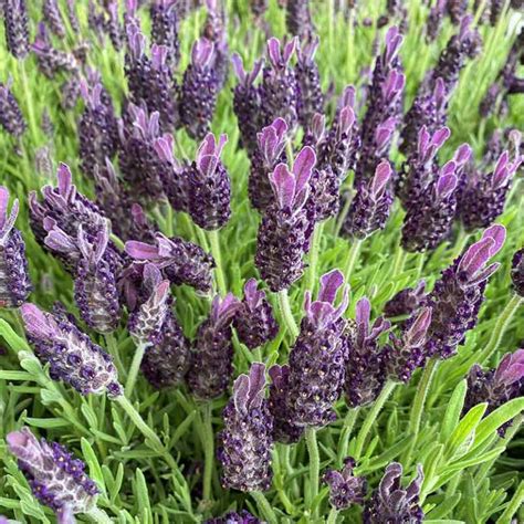 buy lavandula stoechas ‘anouk french lavender